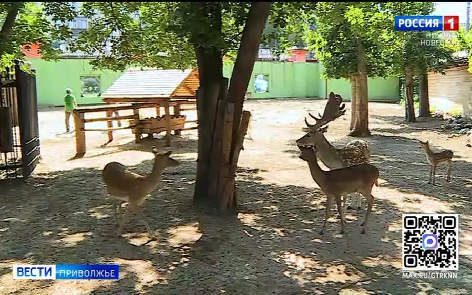 Сразу пять жеребят европейской лани родились в Нижегородском зоопарке