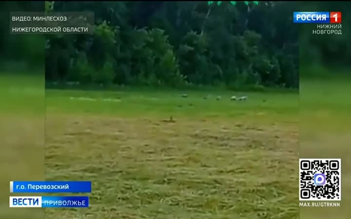 Стаю серых журавлей заметили в городском округе Перевозский