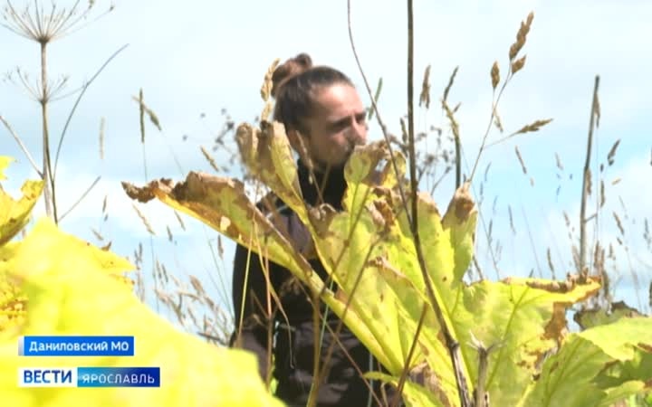 В Даниловском округе волонтер вышел на борьбу с борщевиком