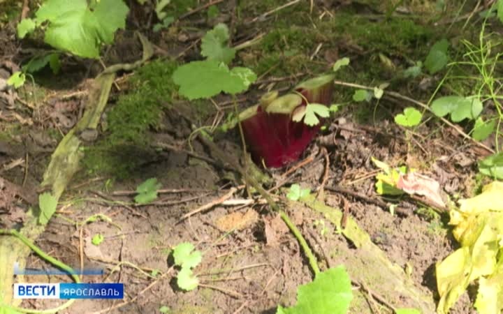 Эфир от 15.07.2026 (11:30)
