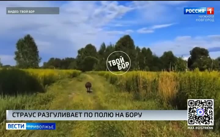 Страуса на самовыгуле заметили в Борском районе