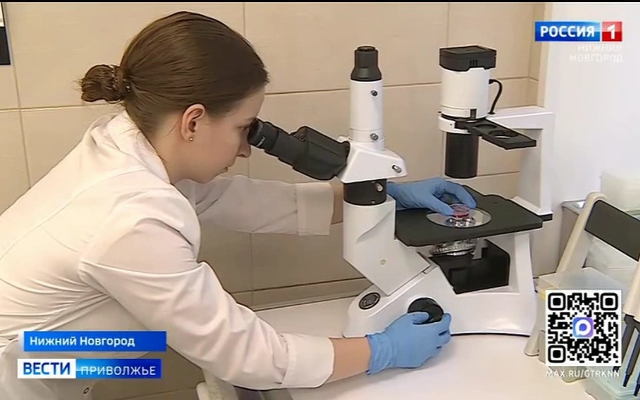 Нижегородские ученые исследуют одну из главных причин бесплодия