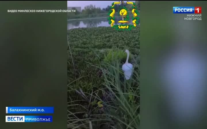 В Балахне охотинспектор Минлесхоза спас лебедя