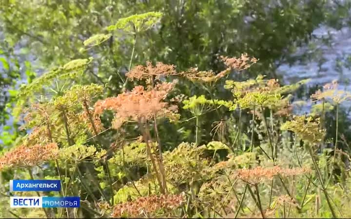 Жаркими и сухими будут выходные в Поморье