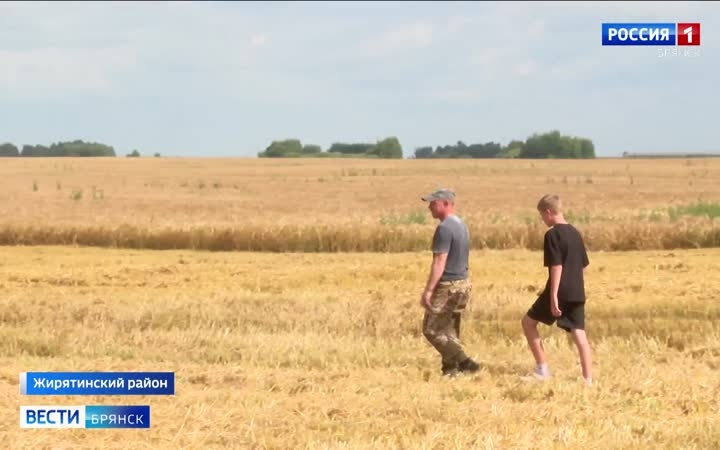 В Брянской области из-за дождей уборочная кампания началась на неделю позже
