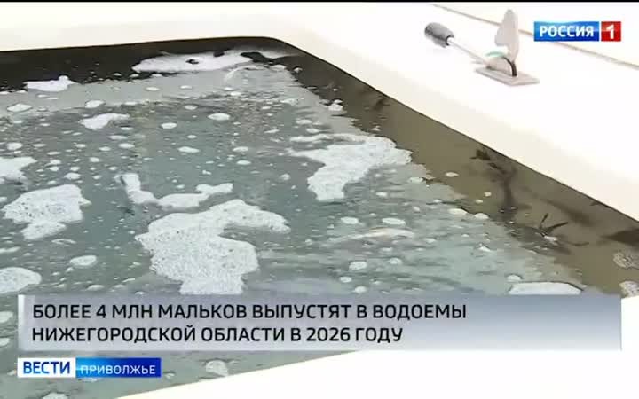 Больше 4 миллионов мальков выпустят в водоемы Нижегородской области
