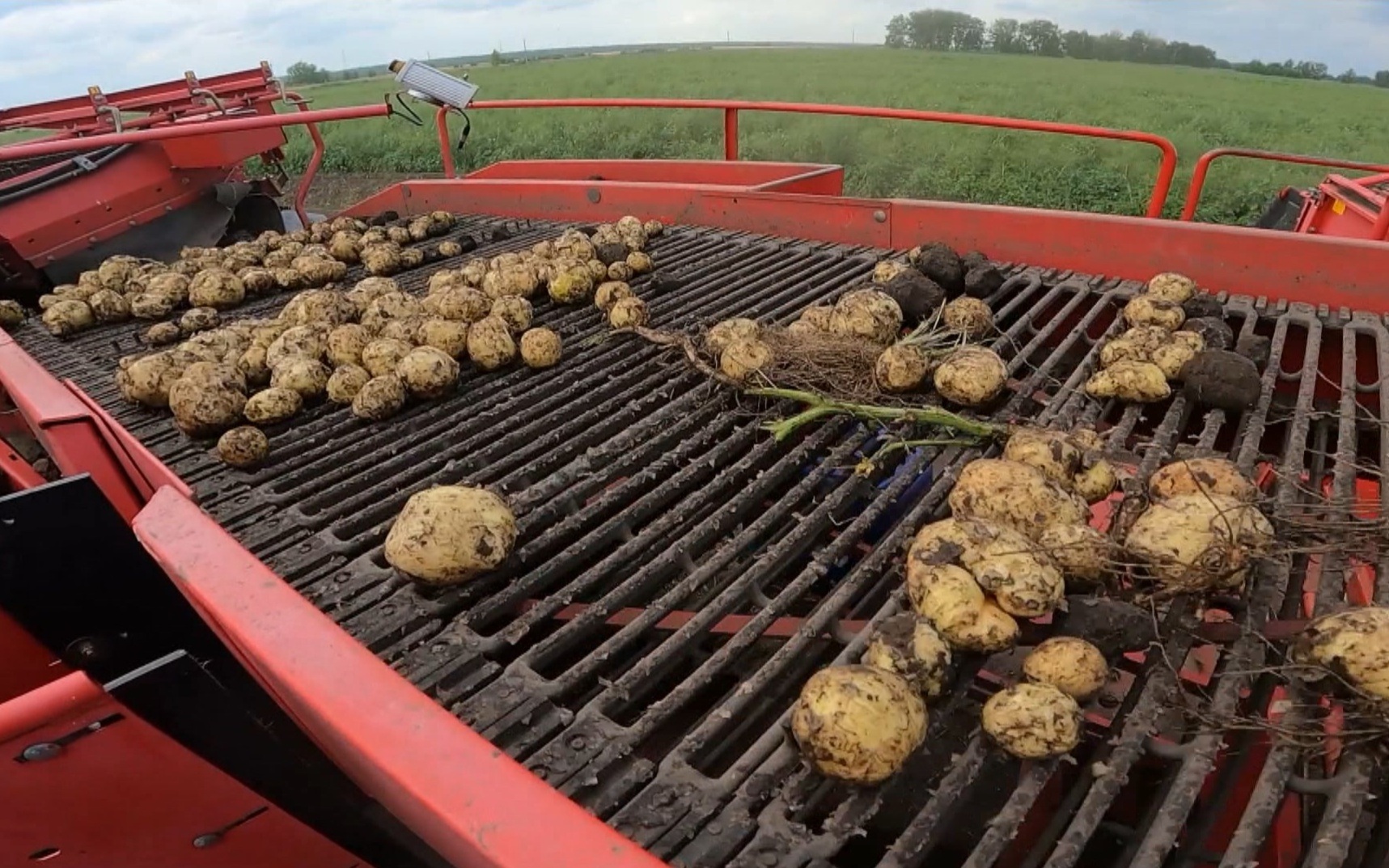Уборка картофеля в Сибири: ранние сроки и прогноз урожая
