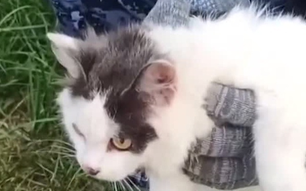 Кота-наркокурьера задержали при попытке доставить запрещенные вещества в одну из колоний Нижегородской области