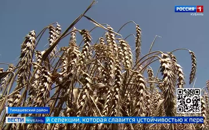 Урожай зерна на Кубани приблизился к отметке в 8 миллионов тонн