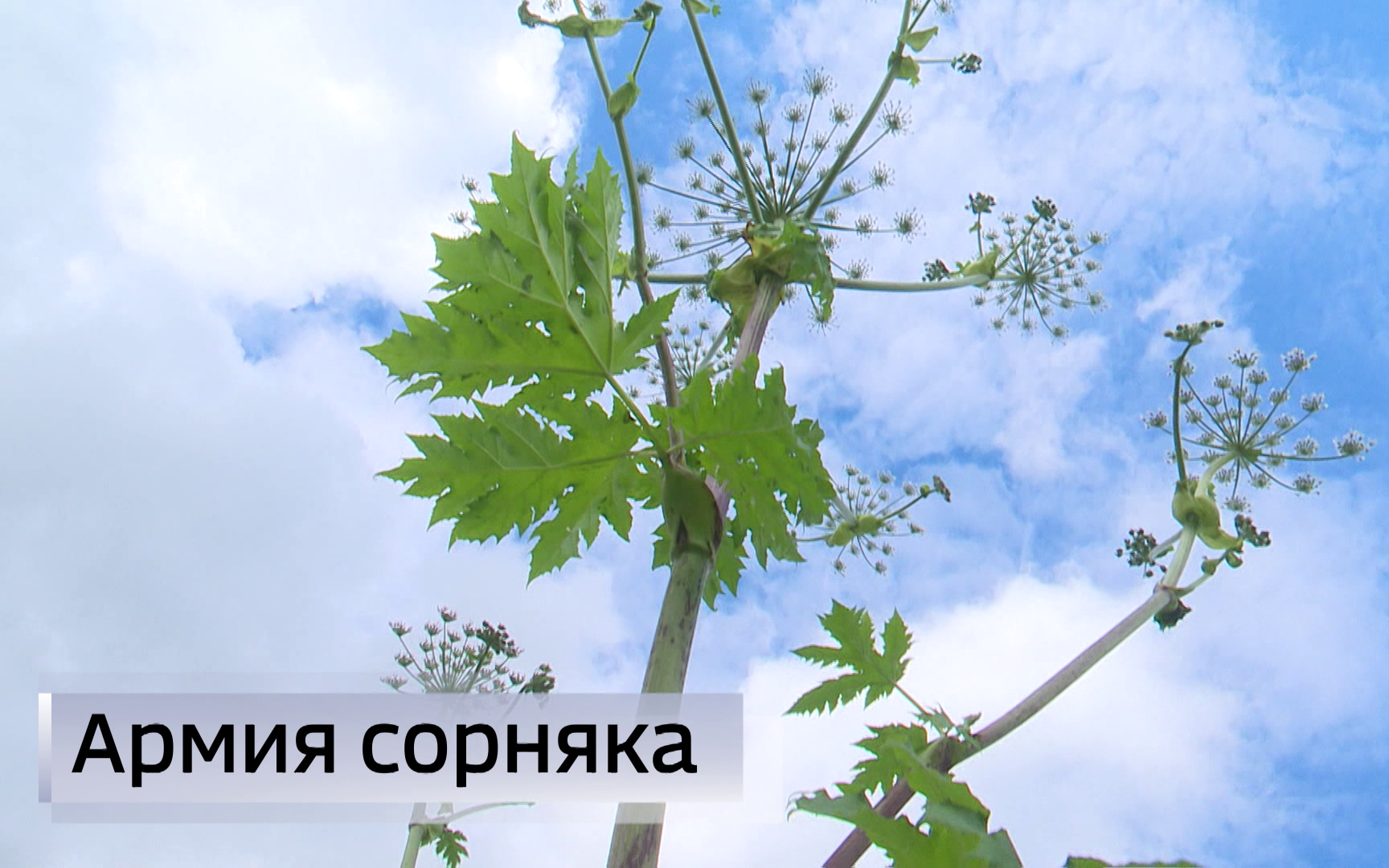 Эфир от 23.07.2026 (11:30)