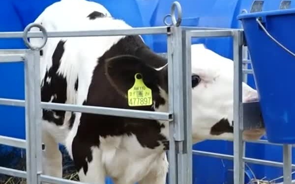 Россельхознадзор ограничивает ввоз молочной продукции из Армении из-за нарушений