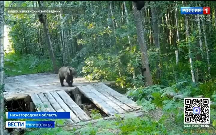 Фотоловушка в Керженском заповеднике запечатлела будни многодетной медведицы