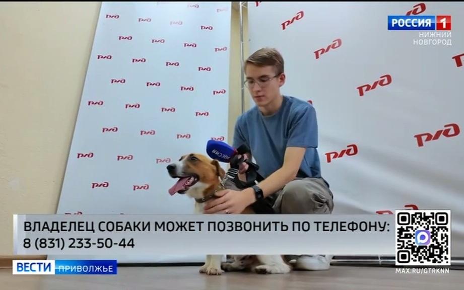 Просим откликнуться хозяев: в нижегородской электричке нашли собаку породы джек-рассел-терьер