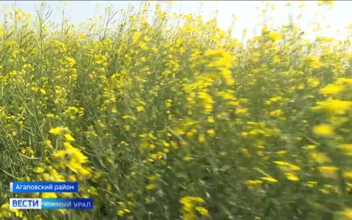 Битва за урожай: как в Челябинской области защищают поля от вредителей и сорняков
