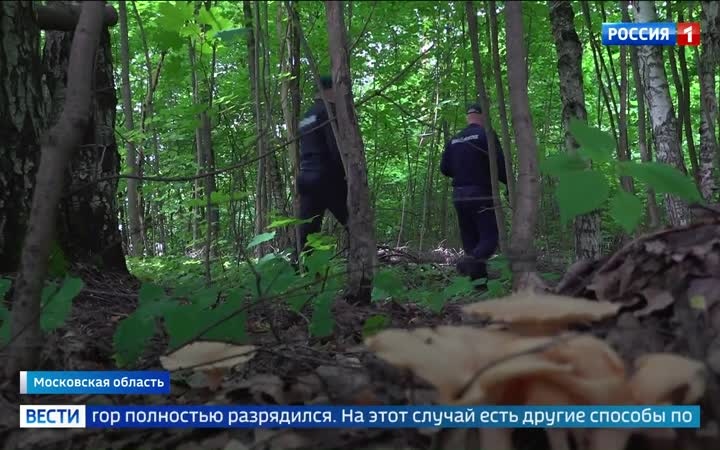 Тихая охота в разгаре: грибники массово отправились в леса Подмосковья