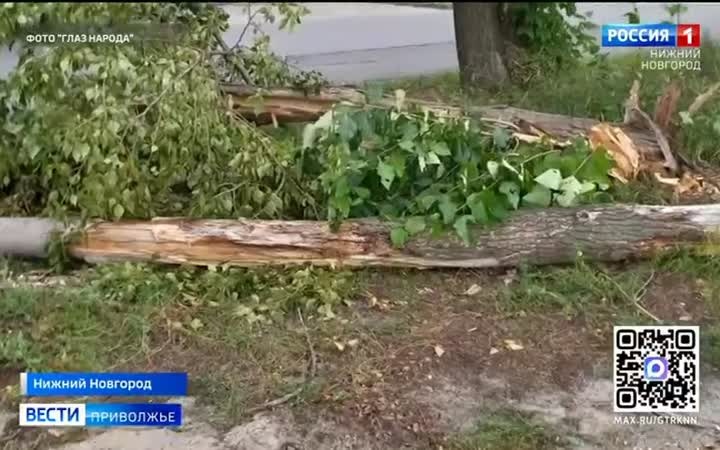 Поваленные  деревья и ветки не вывозят с улицы Гаугеля в Нижнем Новгороде