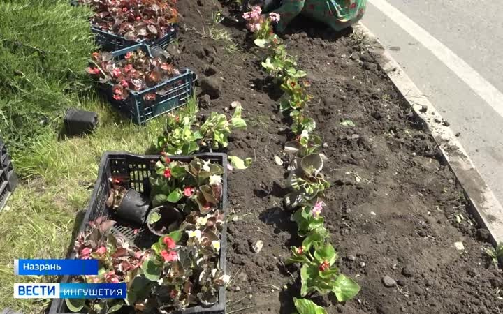 В экс-столице Ингушетии продолжаются масштабные работы по озеленению