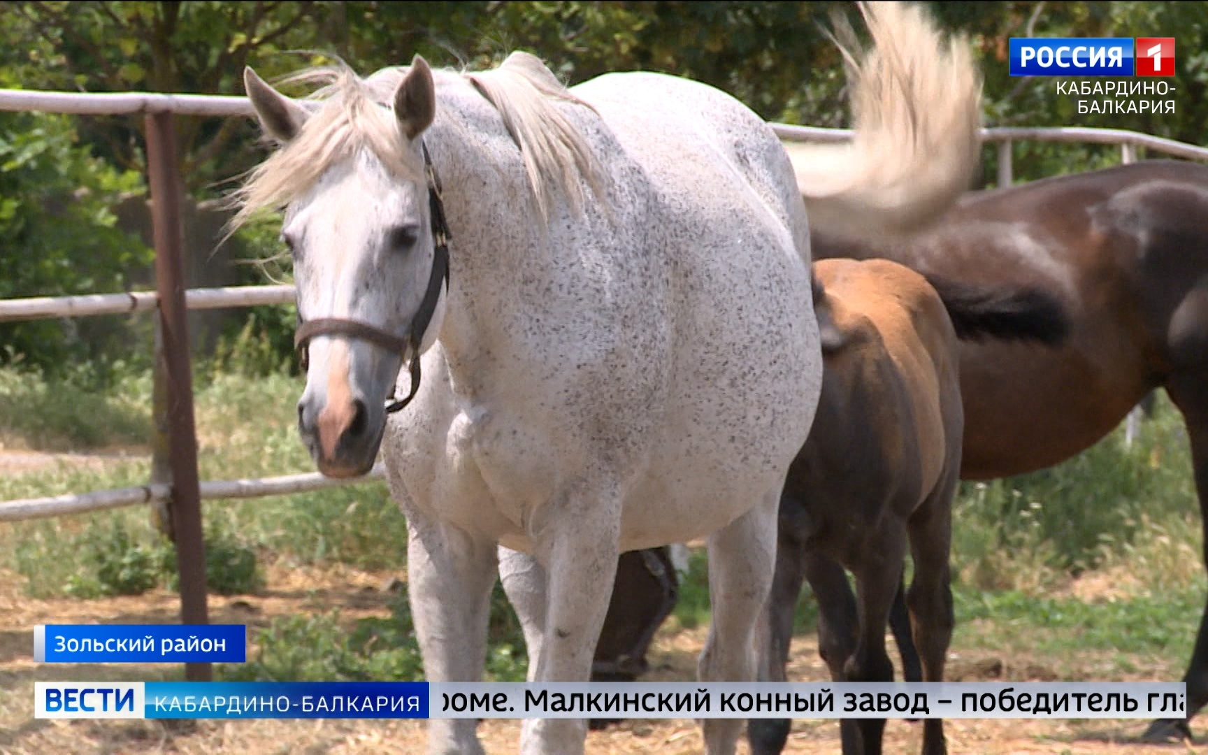Кабардино‑Балкария остается одним из центров конного спорта России