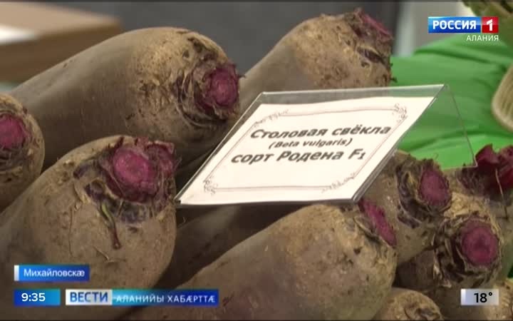 Уæрæсейы наукæты Академийы Дзæуджыхъæуккаг зонадон центры арæзт æрцыд традицион форум "Быдыры бон"