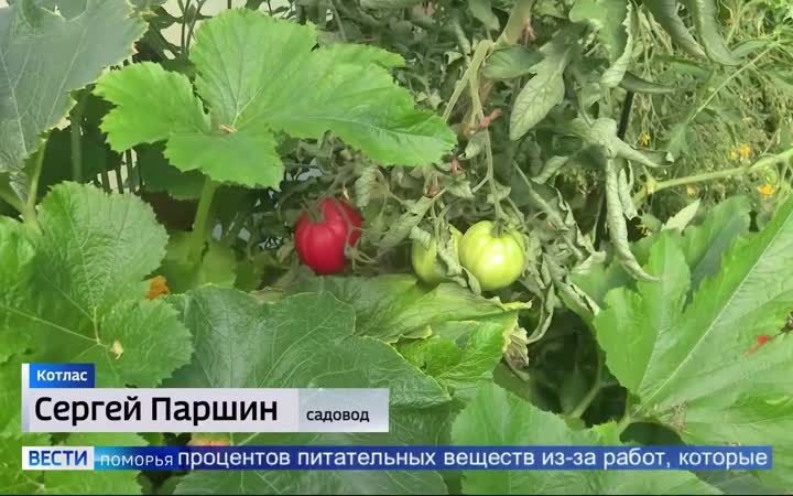 Вести в 11:30, эфир 31 июля 2026 г.