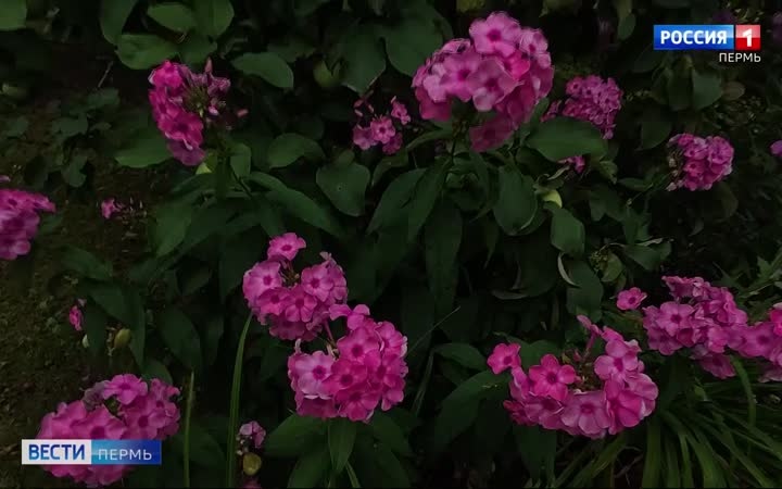 В Ботаническом саду ПГНИУ распустились флоксы
