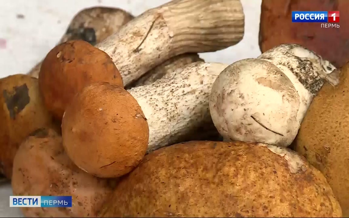 В лесах Прикамья пошли грибы