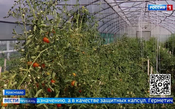 Эфир от 31. 07.2026 (11:30)