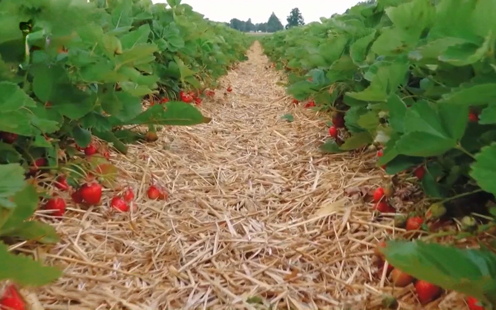 Земляника для русской зимы