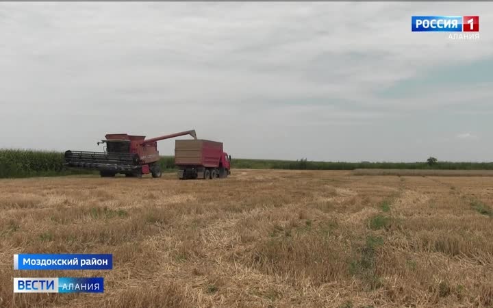 В Моздокском районе завершается уборочная страда