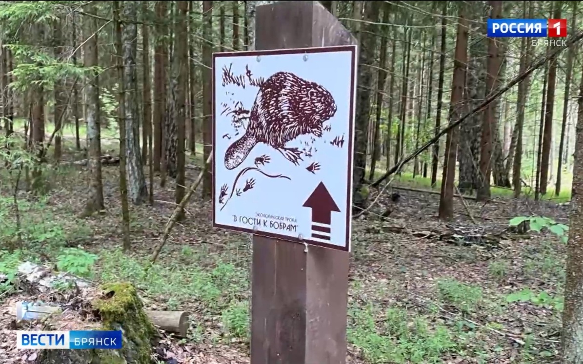 В Брянской области полностью восстановилась популяция бобров