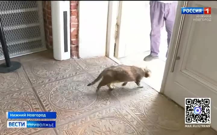 Как в Эрмитаже, только в Нижнем