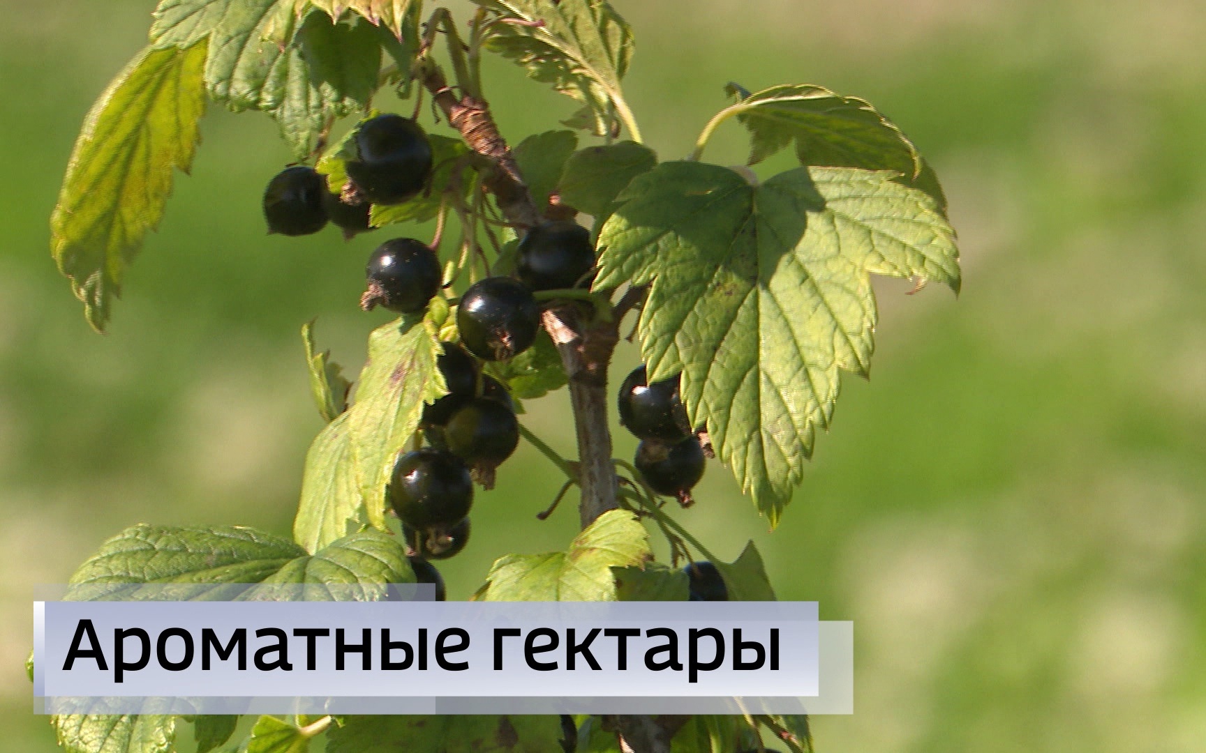 Эфир от 05.08.2026 (21:10)