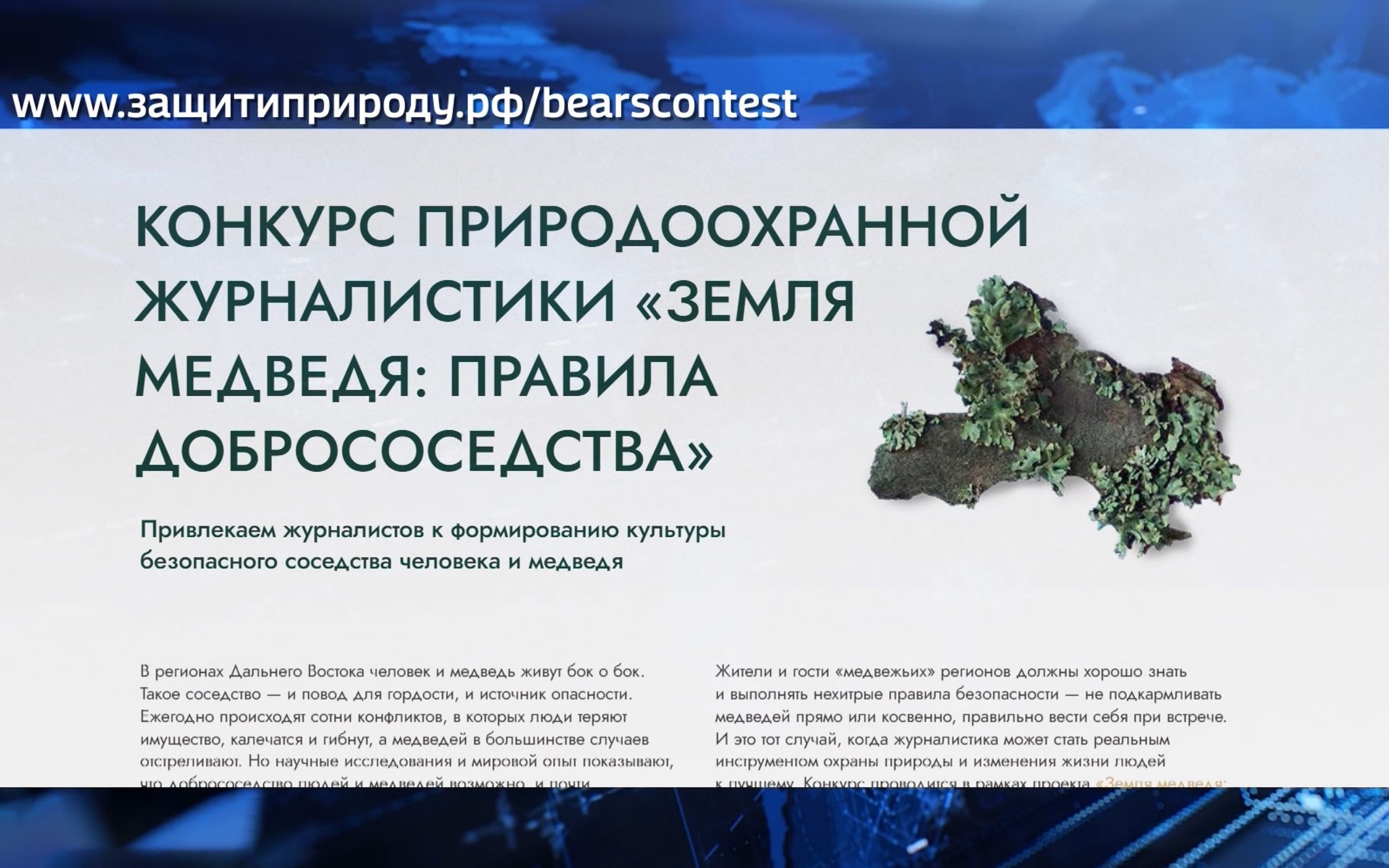 100 тысяч за историю о медведях