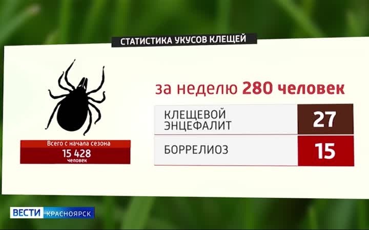 На прошлой неделе от укусов клещей пострадали 280 жителей края