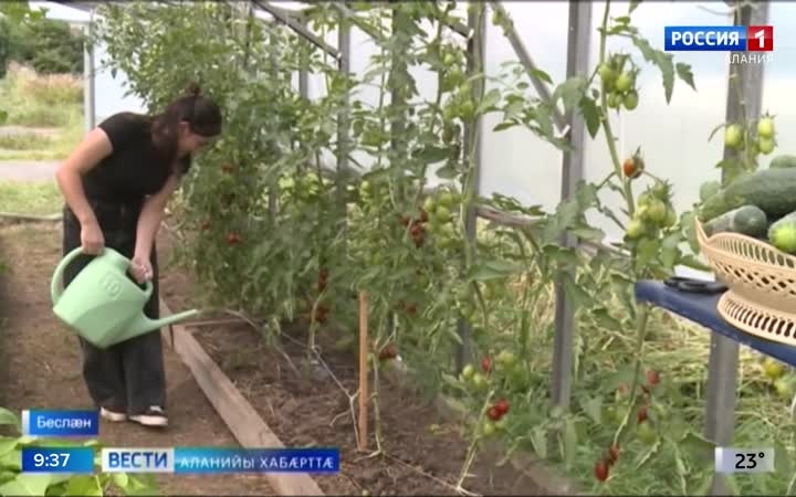Беслæны 3-æгæм скъолайы ахуырдзаутæ сæхи фæлварынц аграрон куысты