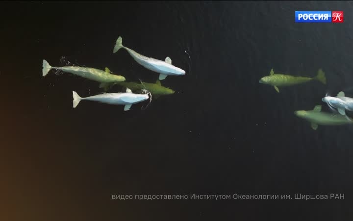 Как используются дроны на съёмках научно-популярного кино