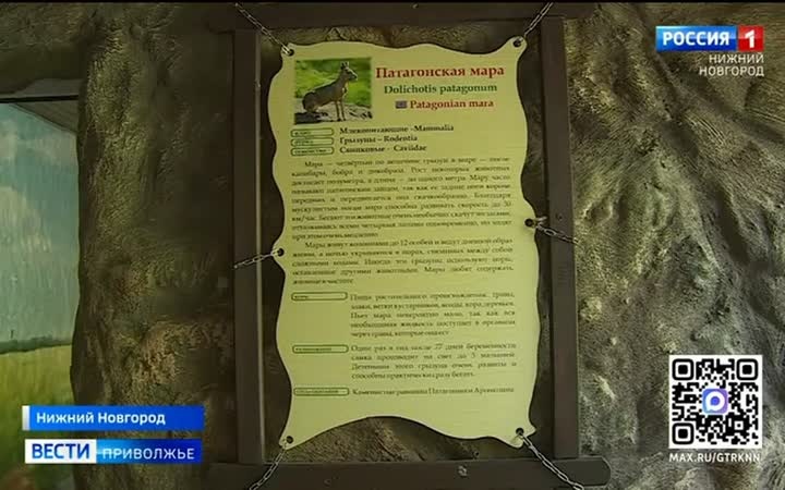 В нижегородском зоопарке появились новые жители