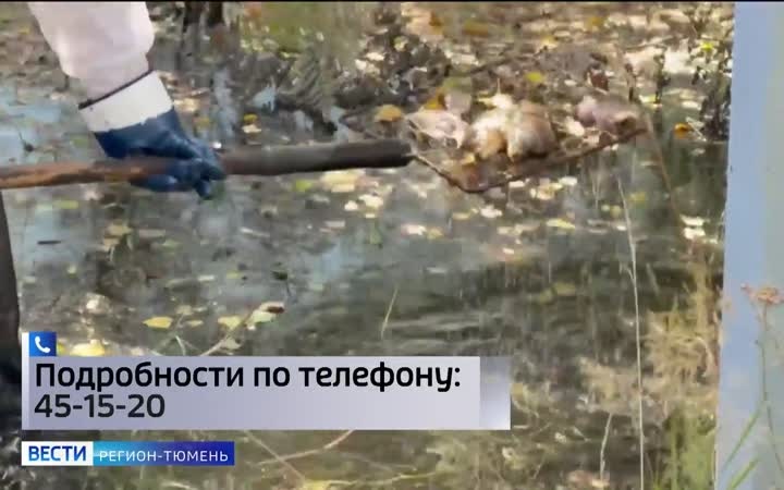 Собранную с городских территорий мертвую рыбу начали сжигать в Тюмени