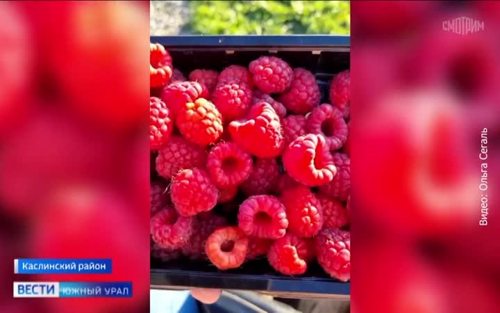 Многодетная мать из Челябинской области выращивает рекордные урожаи фруктов и ягод