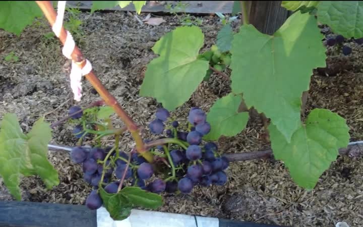 Ишимские дачники радуются небывалому урожаю