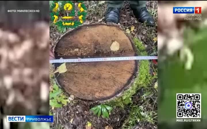 Дрон помог вычислить незаконную рубку леса в Семеновском округе
