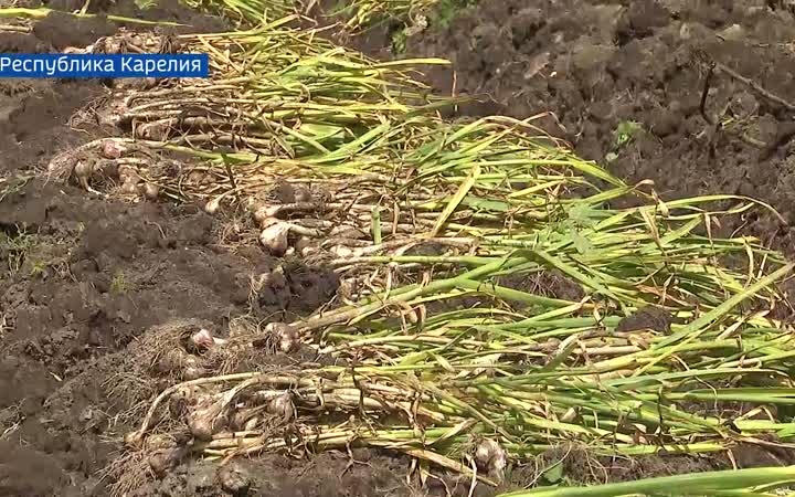 Вести Арктики с Ирадой Шириновой, эфир 10 августа 2026 г.
