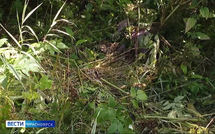 В Красноярском крае нашествие медведей