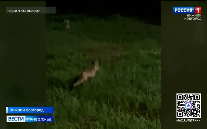 Рыжую красавицу снова заметили в центре Нижнего Новгорода