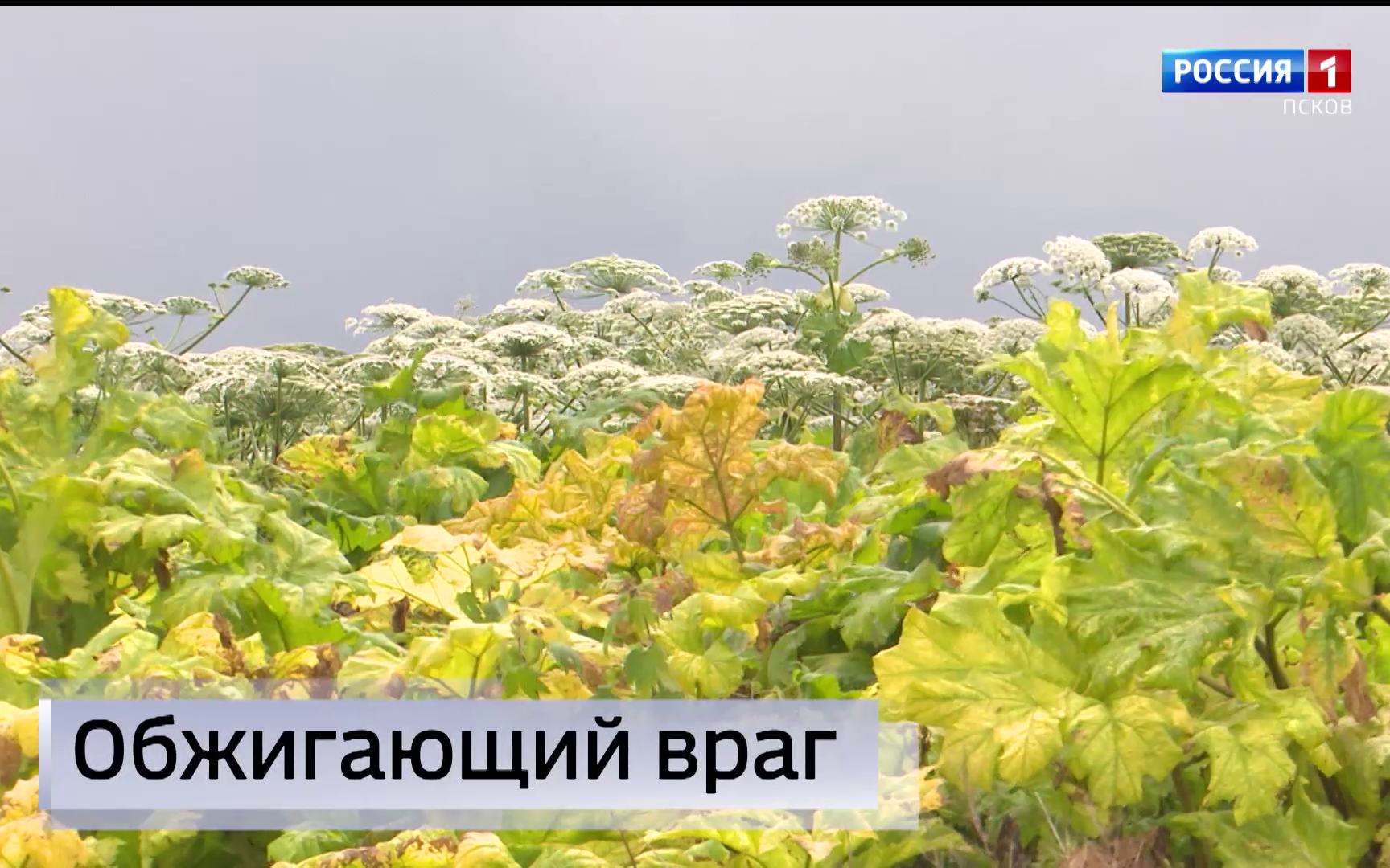 Эфир от 29.07.2026 (11:30)