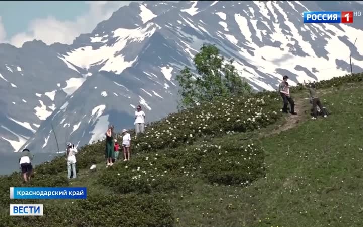 Рододендроны расцвели в горах Сочи