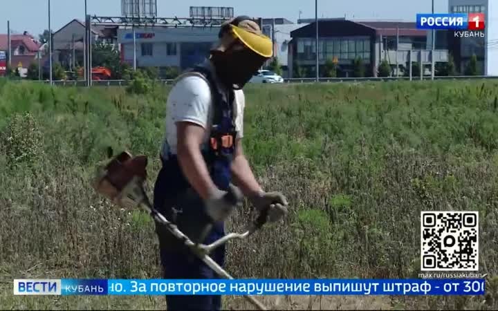 Краснодар против амброзии
