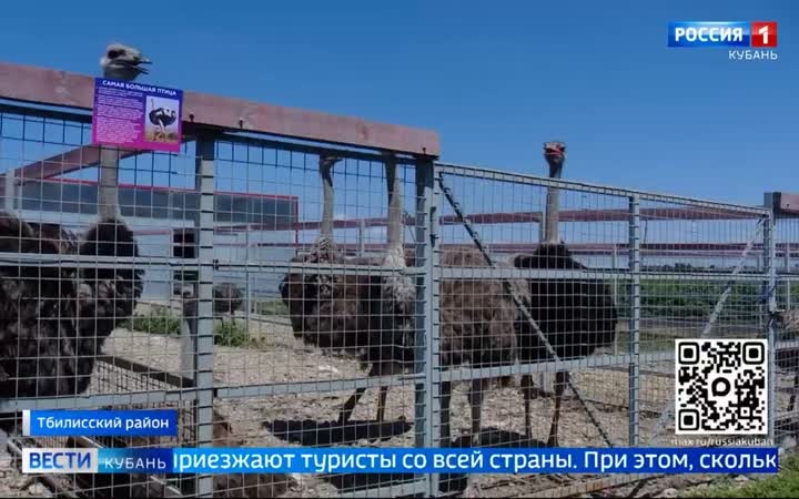 На Кубани туристов зовут в гости к самым большим птицам на планете