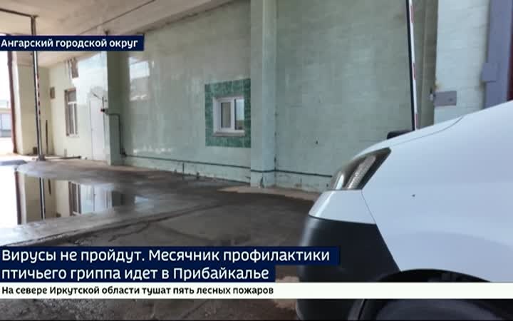 Вирусы не обнаружены. Месячник профилактики птичьего гриппа идет в Иркутской области