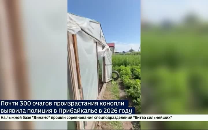Почти 300 очагов произрастания конопли выявила полиция в Прибайкалье в 2026 году
